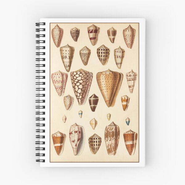 Item preview, Conchological Print: Shells designed and sold by Tridentulus.