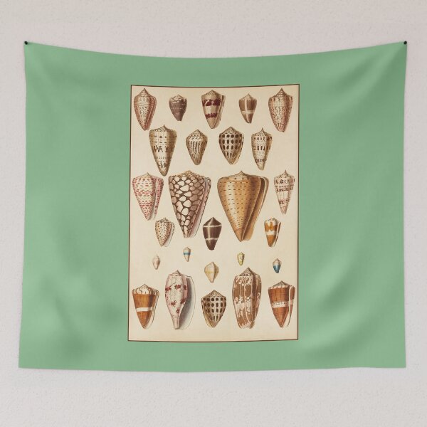 Item preview, Conchological Print: Shells designed and sold by Tridentulus.