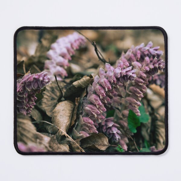 Item preview, Toothwort (Lathraea squamaria) Parasitic Spring Flower Growing in Forest Litter designed and sold by alicjamiekina.