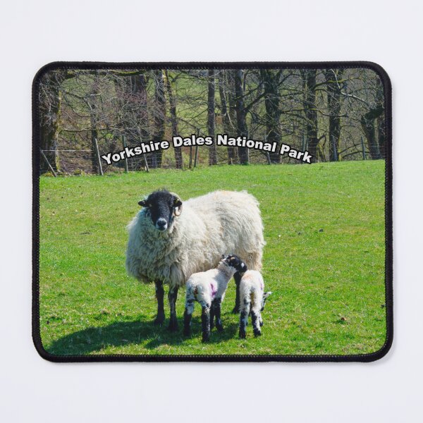 Item preview, Yorkshire Dales Sheep designed and sold by Alisonchambers2.