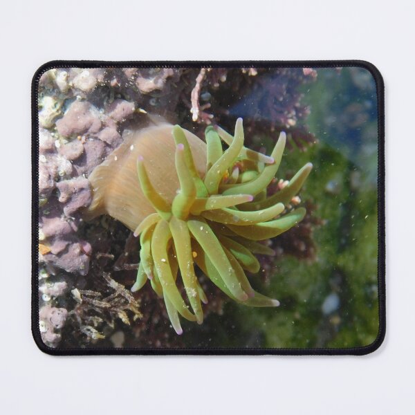 Item preview, Snakelocks anemone  designed and sold by mynature1.