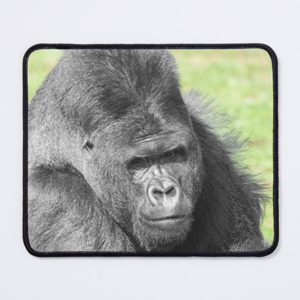 Item preview, Silverback Takes the Spotlight designed and sold by rawshutterbug.