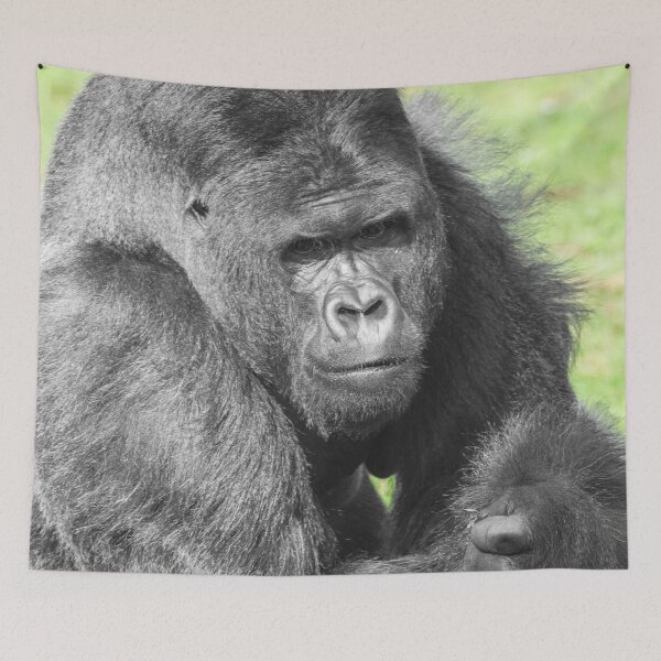 Item preview, Silverback Takes the Spotlight designed and sold by rawshutterbug.
