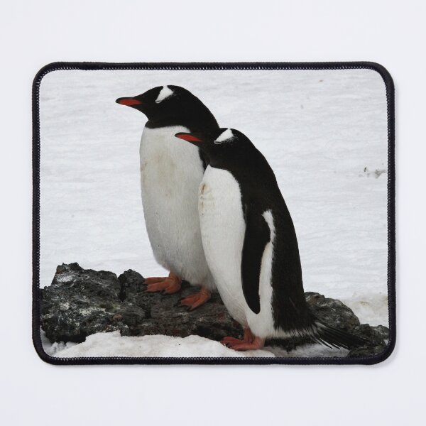 Item preview, Gentoo Penguin Couple looking left (Black Background) designed and sold by SBPenguins.