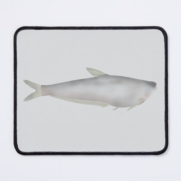 Item preview, Gangetic Hairfin Anchovy designed and sold by fishfolkart.