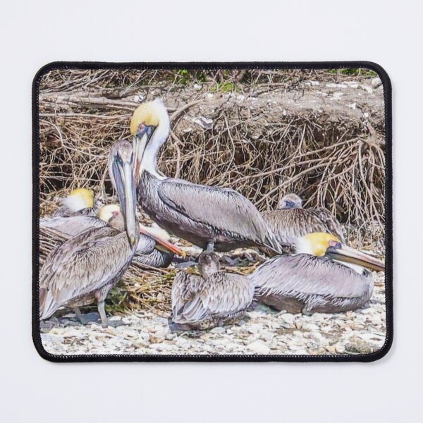 Item preview, South Carolina Pelican Family designed and sold by MBGSL DESIGNS .