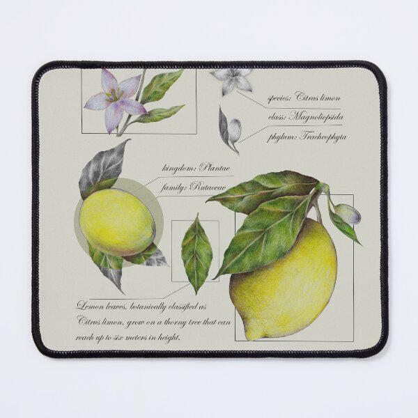 Item preview, Lemon botanical illustration in vintage style designed and sold by Art_By_Wing.