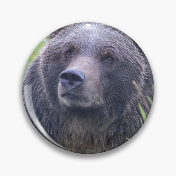 Item preview, Bear photography designed and sold by Iwearthecheeseitdoesnotwearme.