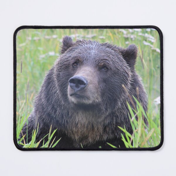 Item preview, Bear photography designed and sold by Iwearthecheeseitdoesnotwearme.