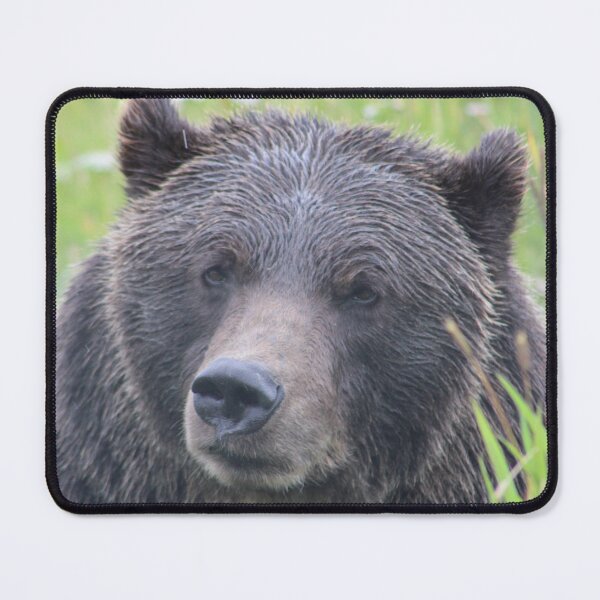Item preview, Bear photography designed and sold by Iwearthecheeseitdoesnotwearme.