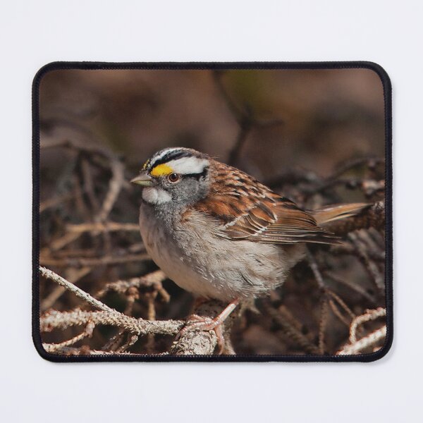 Item preview, Bunting in a fir branch designed and sold by Production Art Manon Meilleur.