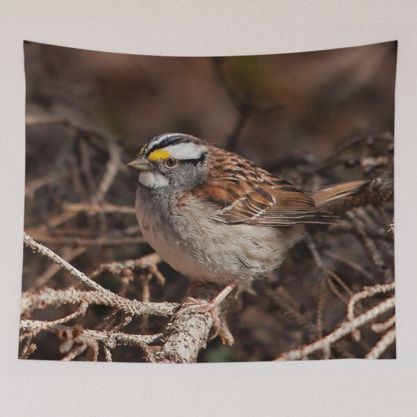 Item preview, Bunting in a fir branch designed and sold by Production Art Manon Meilleur.
