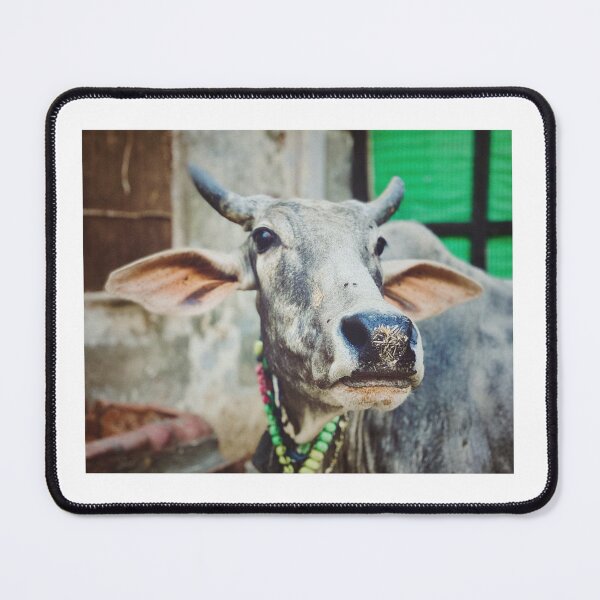 Item preview, Cow Vrindavan 1 designed and sold by Steve Reynolds Photography .