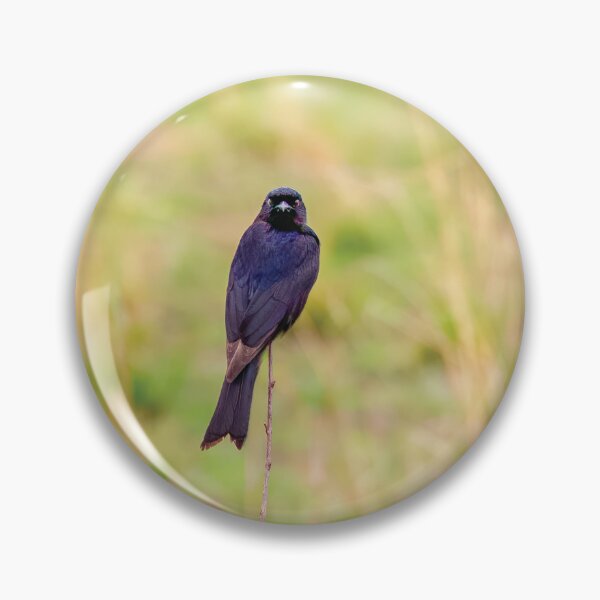 Artikelvorschau, Gabelschwanz-Drongo entworfen und verkauft von Kay Brewer.