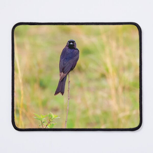 Item preview, Fork-Tailed Drongo designed and sold by Kay Brewer.