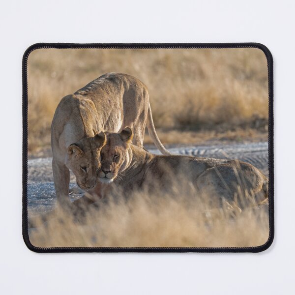 Item preview, Lioness Sisterhood, Affection In Etosha Grasslands designed and sold by DavideAntoniani.