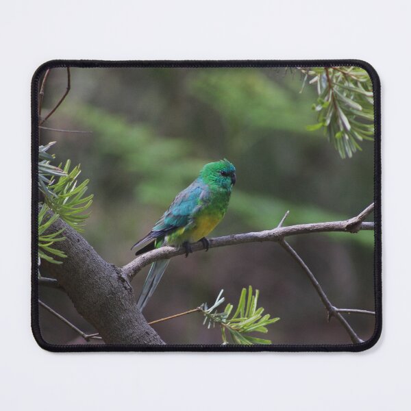 Item preview, Red Rumped Parrot in a Banksia designed and sold by Captured-Adventures11.