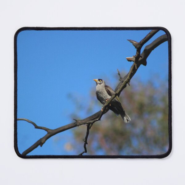 Item preview, Noisy Miner designed and sold by Captured-Adventures11.