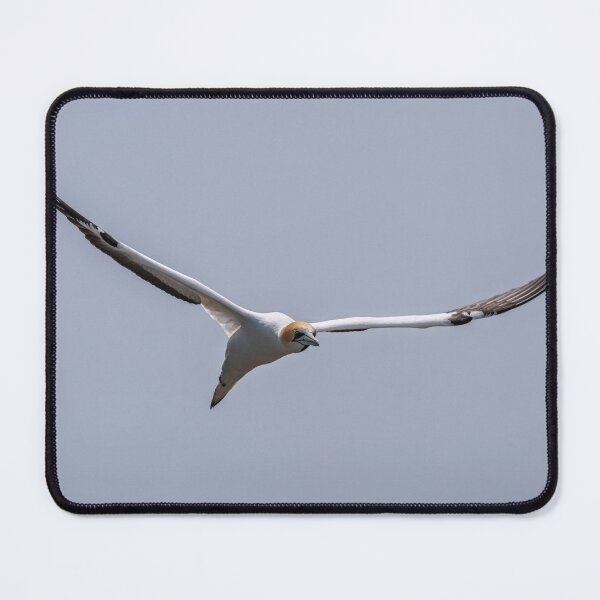 Item preview, Gannet in the Air designed and sold by Jan Fijolek.