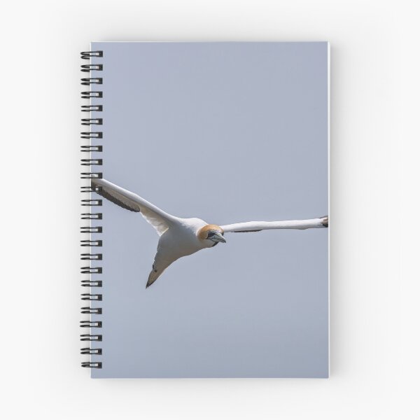 Item preview, Gannet in the Air designed and sold by Jan Fijolek.