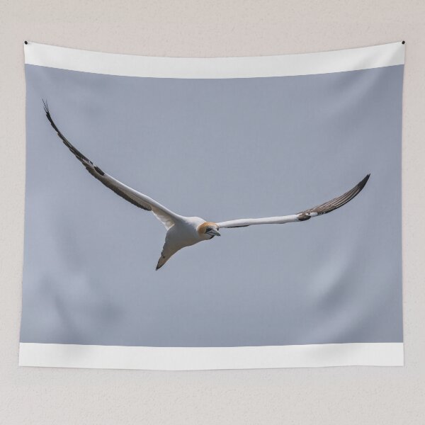 Item preview, Gannet in the Air designed and sold by Jan Fijolek.