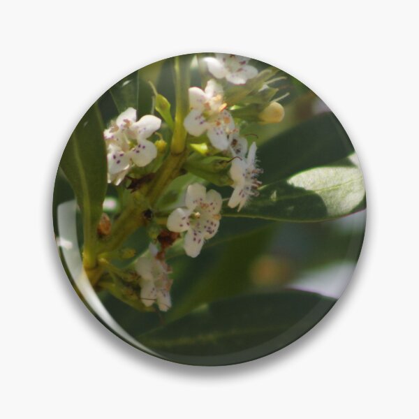 Item preview, Common Boobialla designed and sold by Captured-Adventures11.