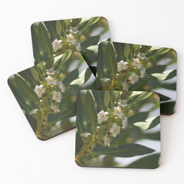 Item preview, Common Boobialla designed and sold by Captured-Adventures11.