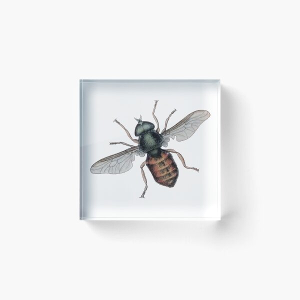 Item preview, Entomology Bug, Fly, Tabanus Tropicus Illustration  designed and sold by HawthorneFlame.