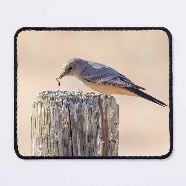Item preview, Say's Phoebe with Insect designed and sold by CarolM.