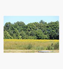 Rural Woodland Landscape Photographic Print