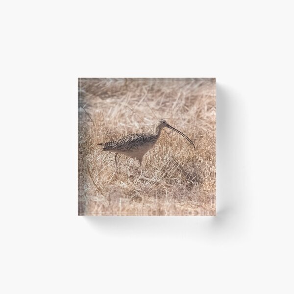 Item preview, Long-Billed Curlew designed and sold by CarolM.
