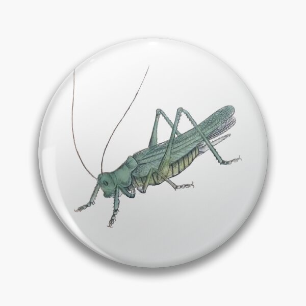 Item preview, Grasshopper Illustration, Entomology Illustration  designed and sold by HawthorneFlame.