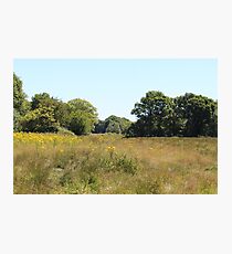 Rural Woodland Landscape Photographic Print