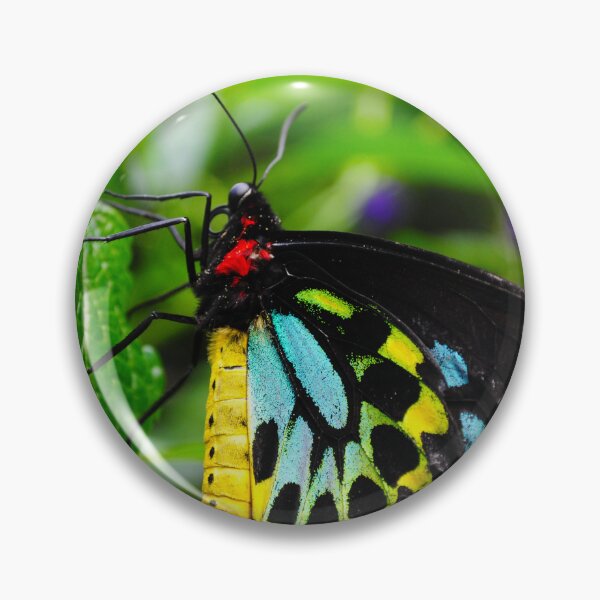 Item preview, Birdwing Butterfly designed and sold by Kerri Ann McClellan.