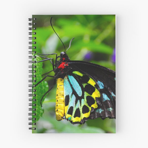 Item preview, Birdwing Butterfly designed and sold by Kerri Ann McClellan.