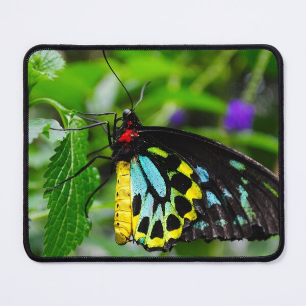 Item preview, Birdwing Butterfly designed and sold by Kerri Ann McClellan.