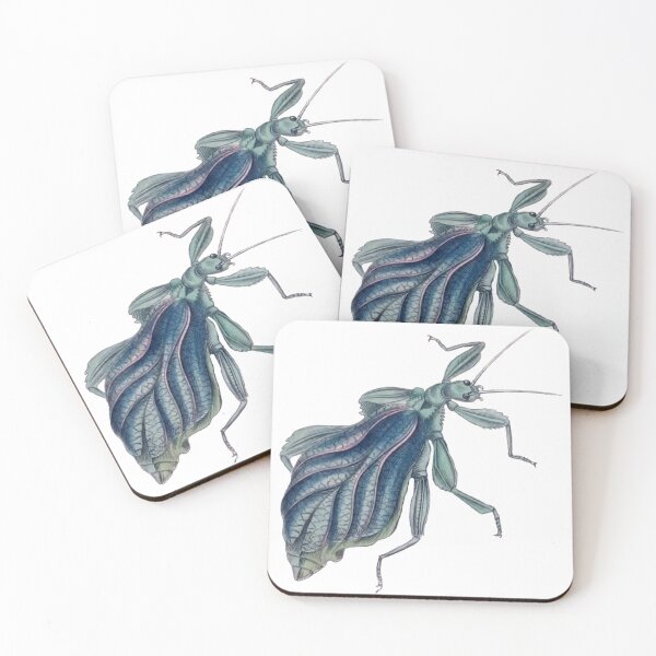 Item preview, Leaf Bug Illustration, Phyllium Siccifolium, Entomology designed and sold by HawthorneFlame.