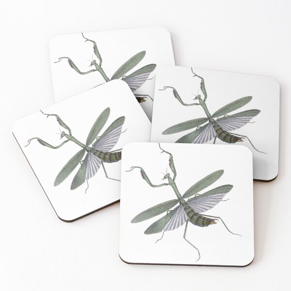 Item preview, Praying Mantis Illustration, Mantodea, Entomology Illustration  designed and sold by HawthorneFlame.