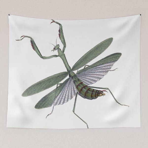 Item preview, Praying Mantis Illustration, Mantodea, Entomology Illustration  designed and sold by HawthorneFlame.