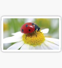 LADYBUG 18 Sticker