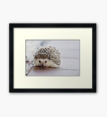 a precious lil hedgehog Framed Print