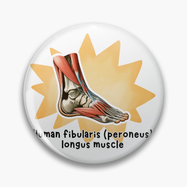 Item preview, Human fibularis longus muscle Anatomy Illustration designed and sold by MuseGlowStudio.