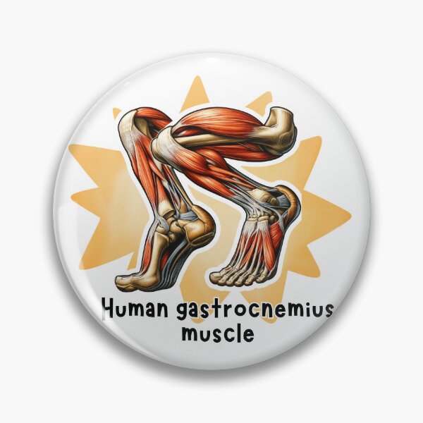 Item preview, Human gastrocnemius muscle Anatomy Illustration designed and sold by MuseGlowStudio.