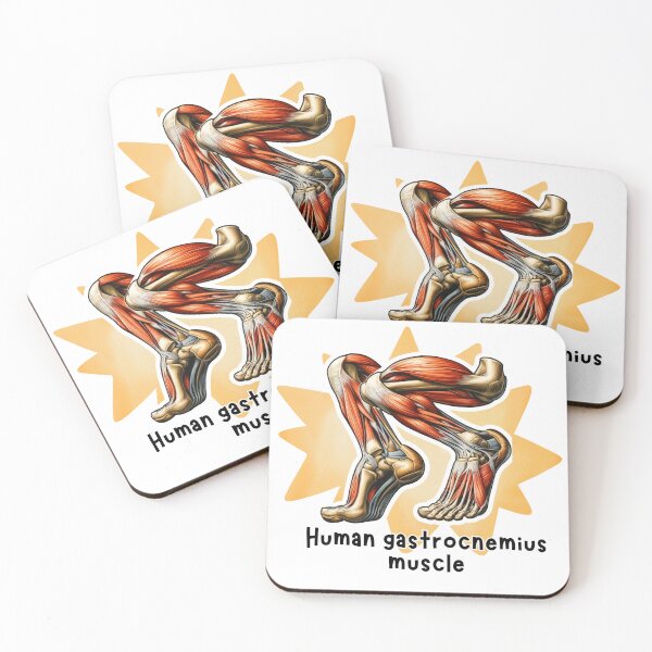 Item preview, Human gastrocnemius muscle Anatomy Illustration designed and sold by MuseGlowStudio.