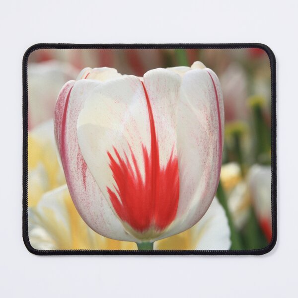 Item preview, Tulip Red and White designed and sold by ParisPoet.