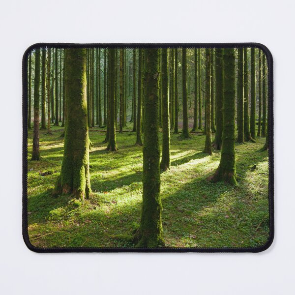 Item preview, Sunlight in a Conifer Plantation  designed and sold by Craig Joiner.