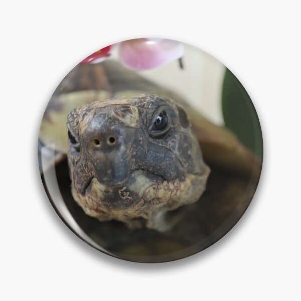 Item preview, Little Foot the Tortoise  designed and sold by Talia  Jones.