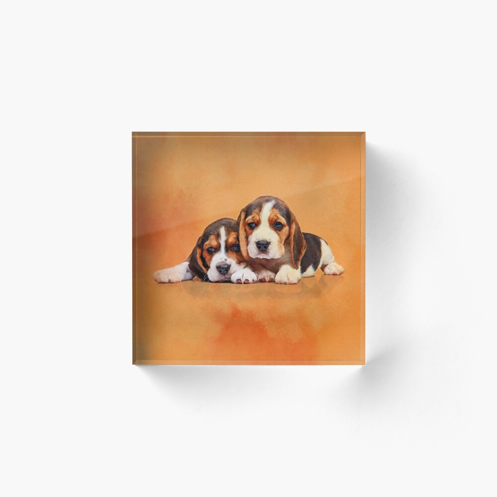 beagle pen