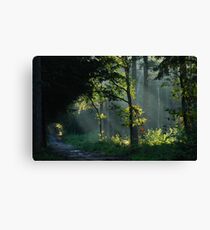 Searching for the sunny spots Canvas Print