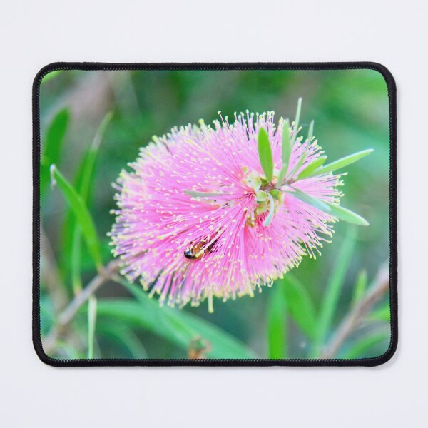 Item preview, Pink Callistemon with Bee designed and sold by cbrpix.